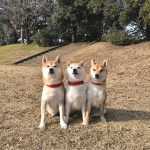 レス75番の画像サムネイル