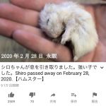レス1番の画像サムネイル