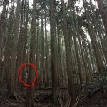レス10番の画像サムネイル