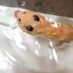 レス1番の画像サムネイル
