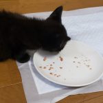 レス2番の画像サムネイル