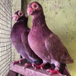 レス2番の画像サムネイル