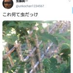 レス1番の画像サムネイル