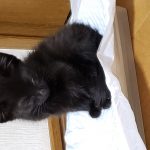 レス10番の画像サムネイル