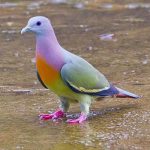 レス2番の画像サムネイル