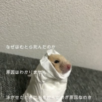 レス66番の画像サムネイル