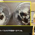 レス16番の画像サムネイル