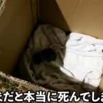 レス6番の画像サムネイル