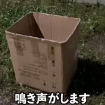レス1番の画像サムネイル