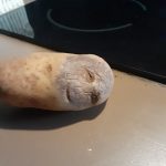 レス1番の画像サムネイル