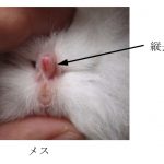 レス7番の画像サムネイル