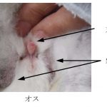 レス7番の画像サムネイル