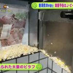 レス30番の画像サムネイル