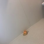 レス16番の画像サムネイル