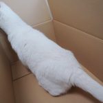 レス7番の画像サムネイル