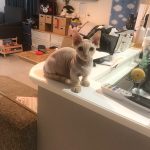 レス10番の画像サムネイル