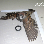 レス9番の画像サムネイル