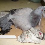 レス9番の画像サムネイル