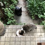 レス8番の画像サムネイル