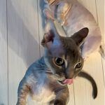 レス31番の画像サムネイル