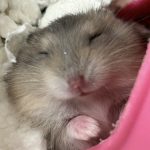 レス37番のサムネイル画像