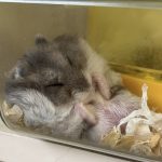 レス37番のサムネイル画像