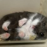 レス37番のサムネイル画像