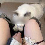 レス21番のサムネイル画像