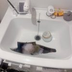 レス16番の画像1