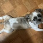 レス13番の画像1