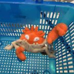 レス11番の画像1