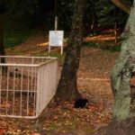 レス23番の画像3